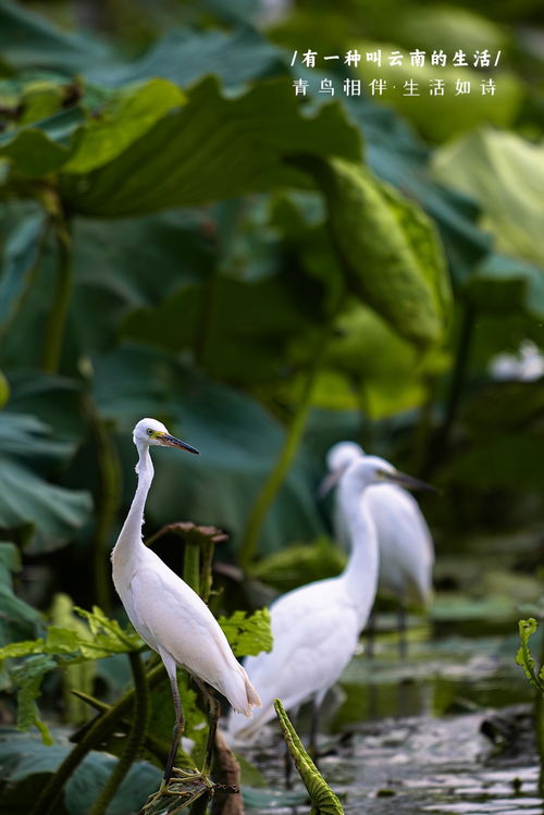 青鳥相伴,生活如詩